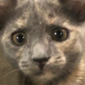 Meet your Posher, Philip